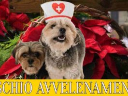 Stella di Natale specialmag.it