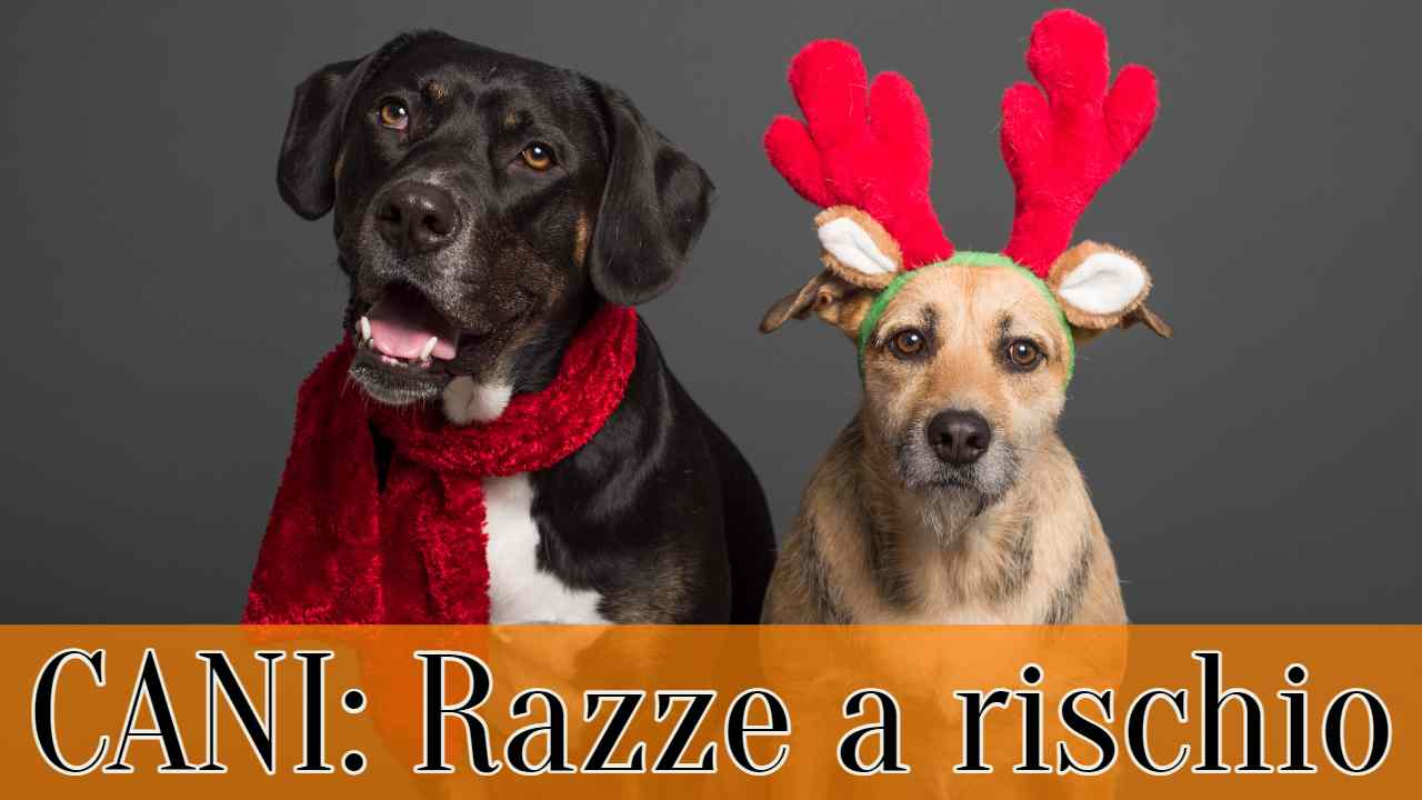 cani, razze a rischio sindrome da separazione specialmag.it